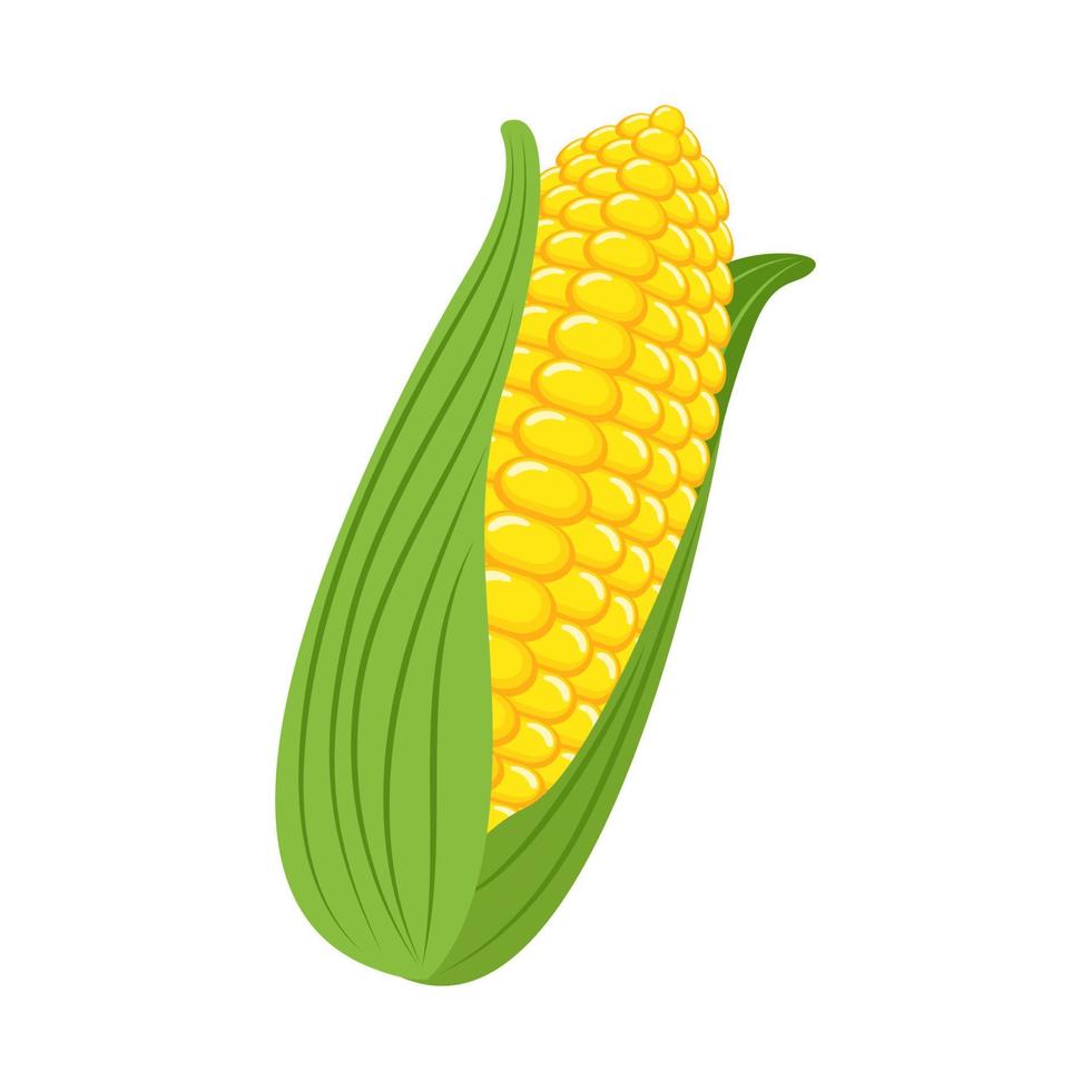 vegetable food corn vector