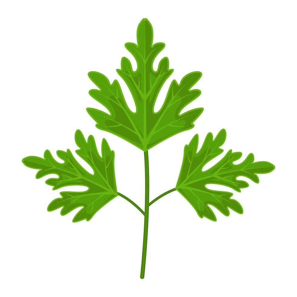 parsley cartoon vector object