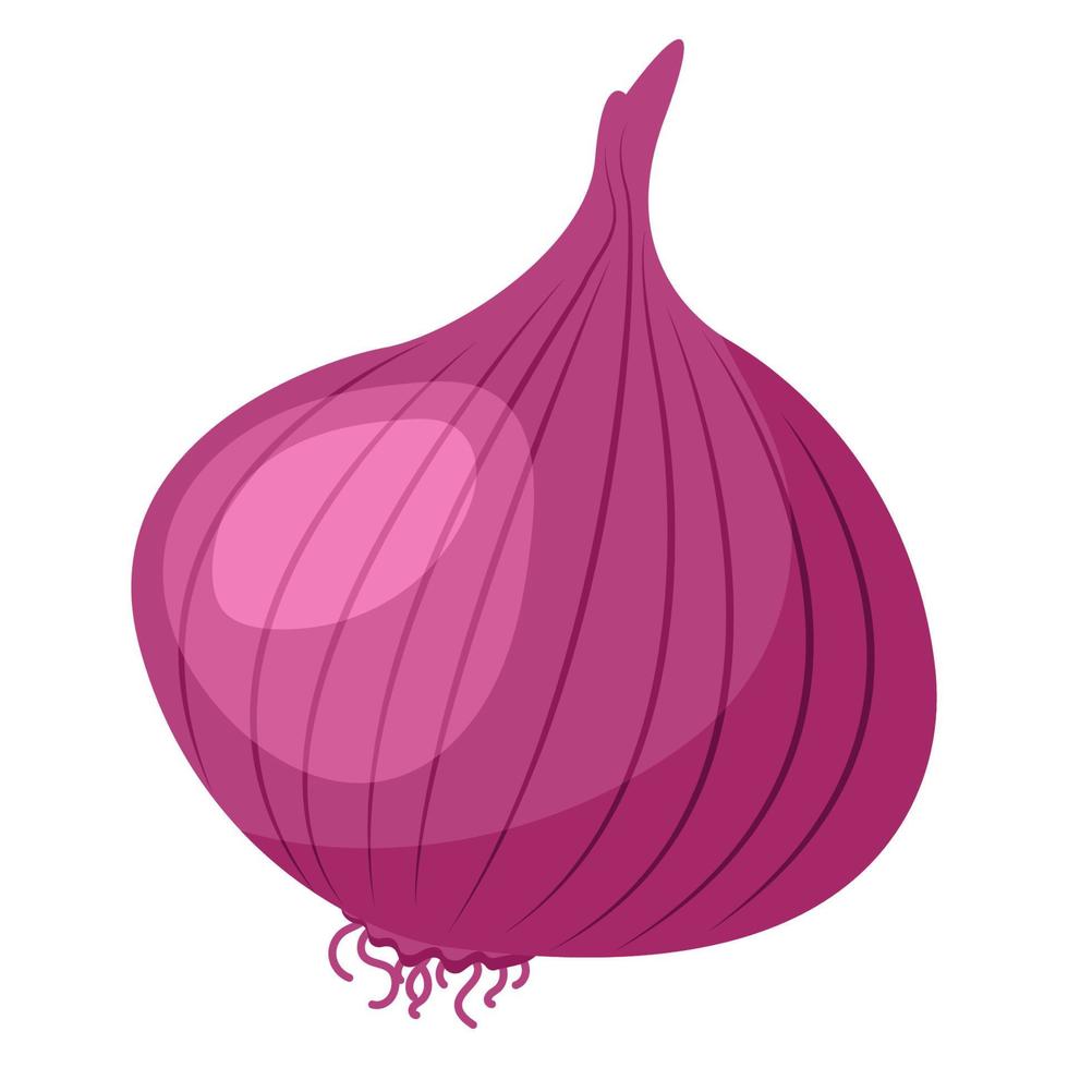 Food vegetable onion vector