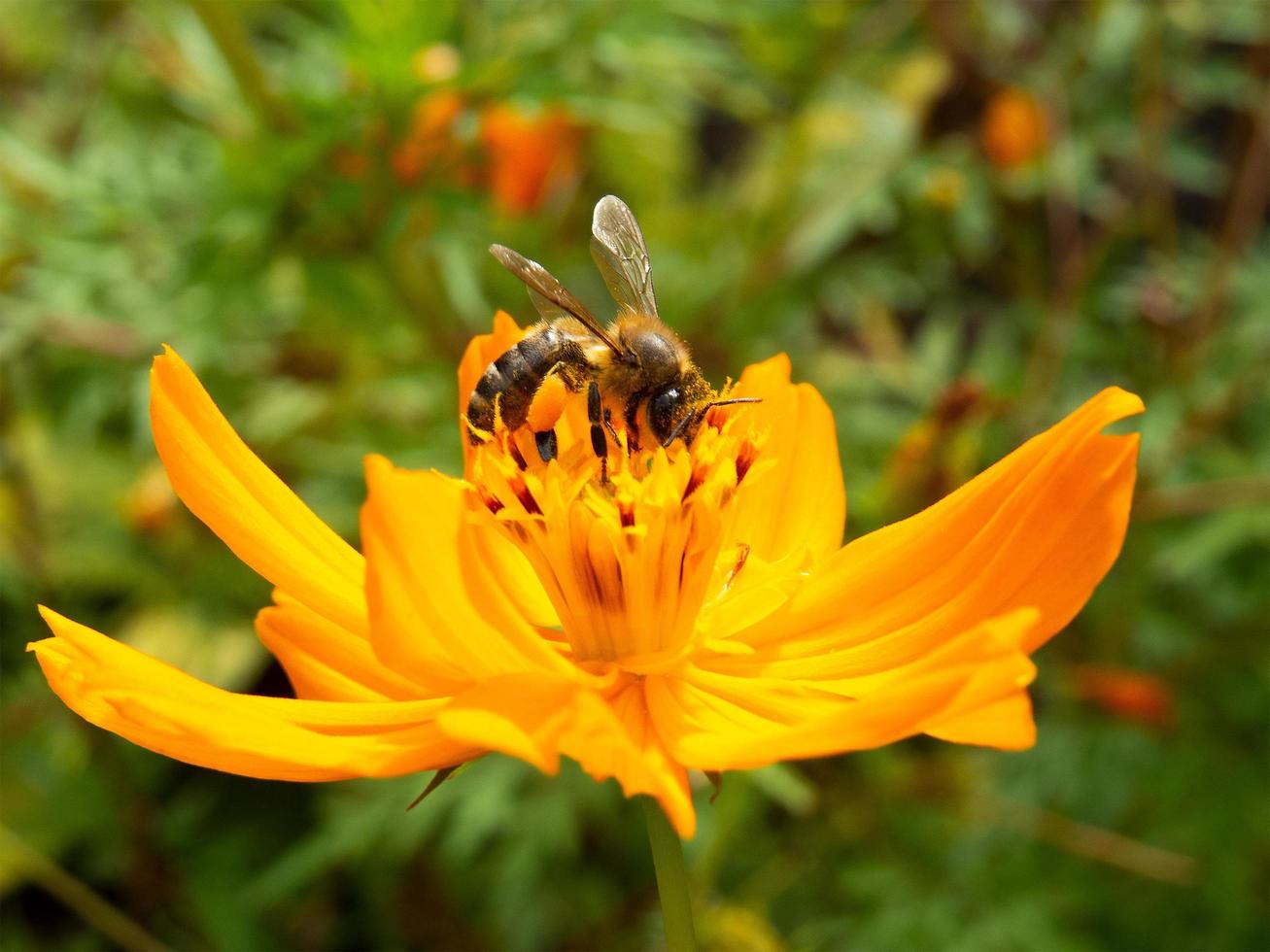 primer plano, abeja, polinización, flor amarilla, en, hermoso, jardín foto