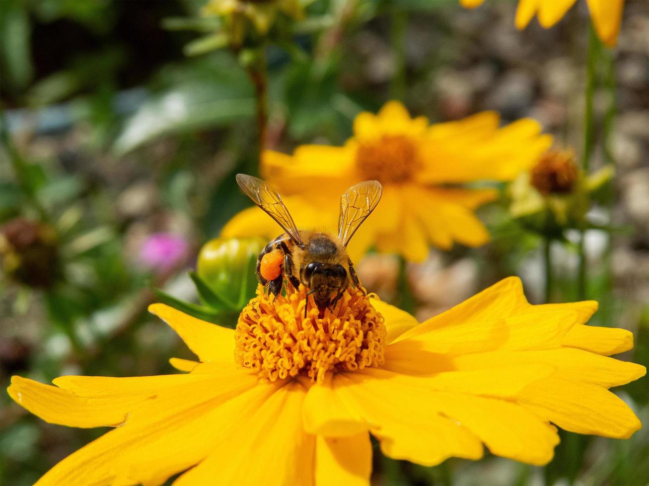 primer plano, abeja, polinización, flor amarilla, en, hermoso, jardín foto