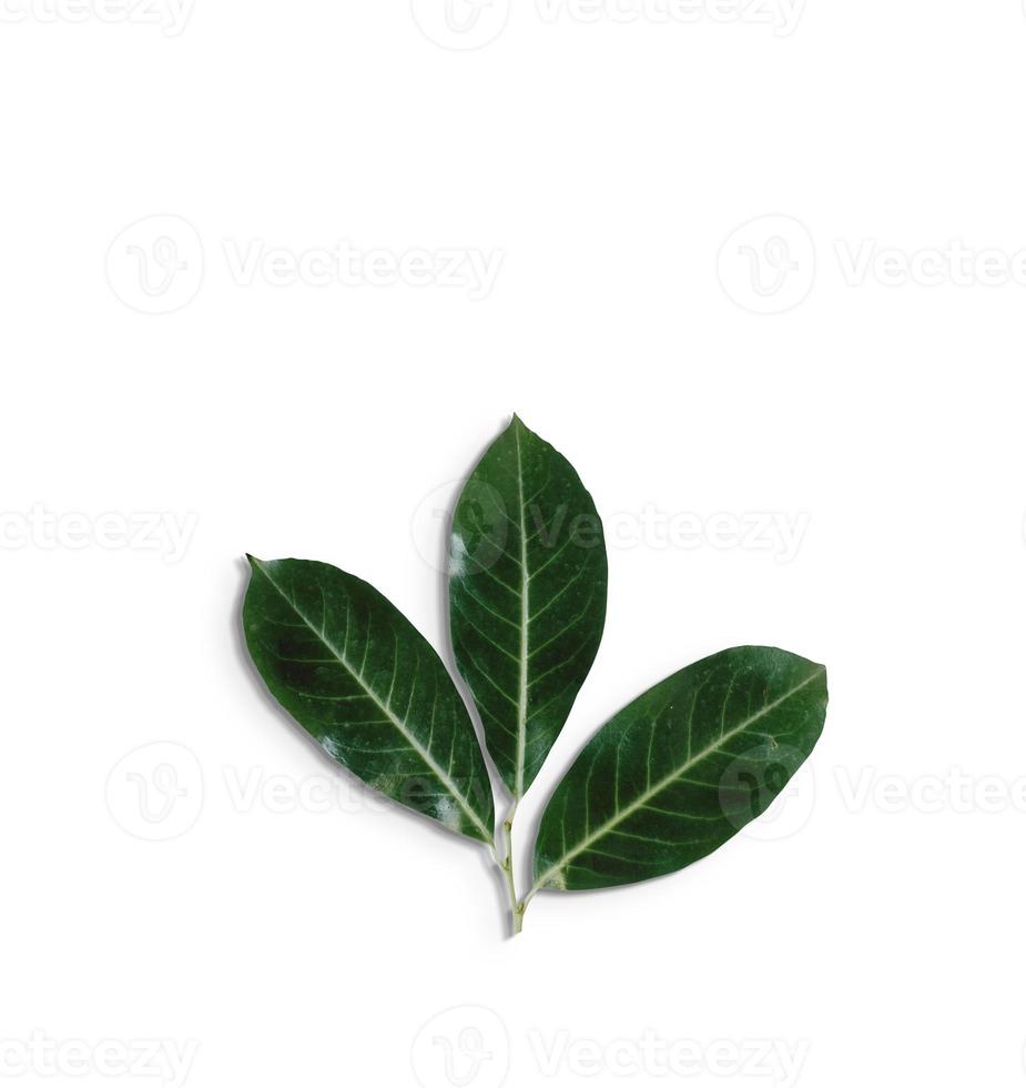 Top up view isolated green leaves on white background.fit for your design element. photo