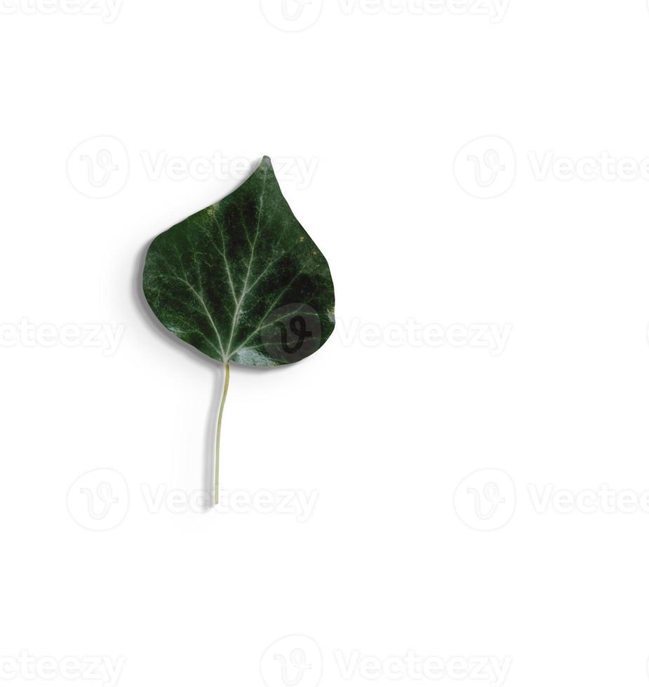 Top up view isolated green leaves on white background.fit for your design element. photo