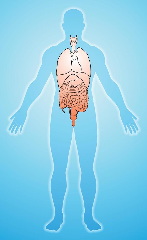 The image of the human internal organs is shown in the correct position. vector