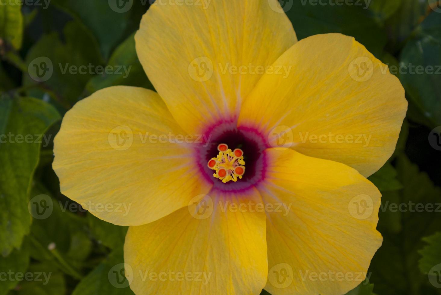 Flor de hibisco amarillo en las islas canarias foto