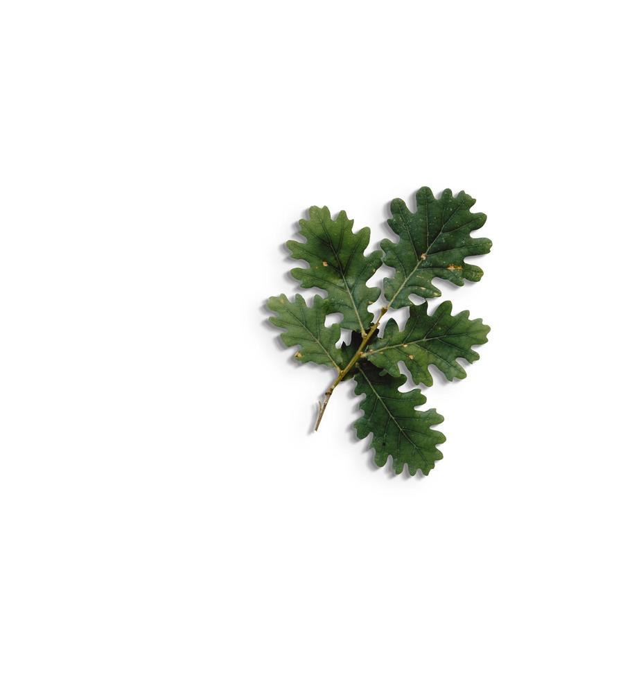 Top up view isolated green leaves on white background.fit for your design element. photo