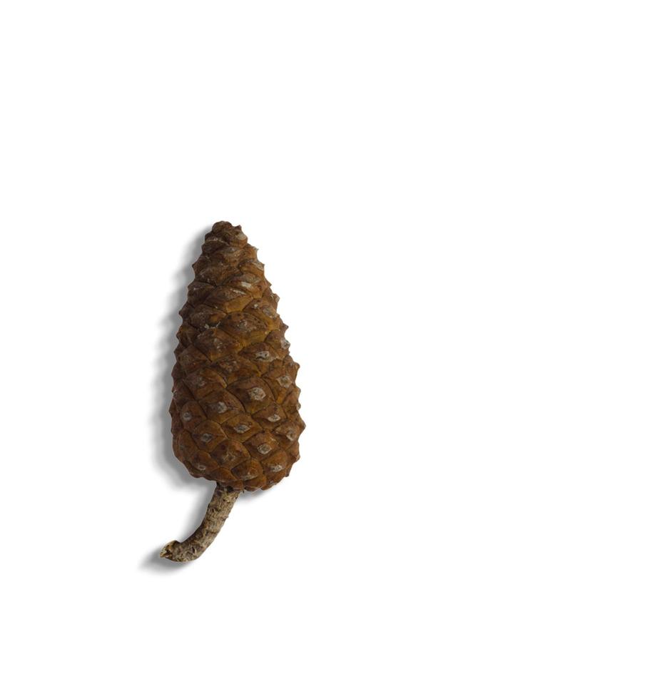 Top up view of pine cones isolated on white background. suitable for your design element. photo