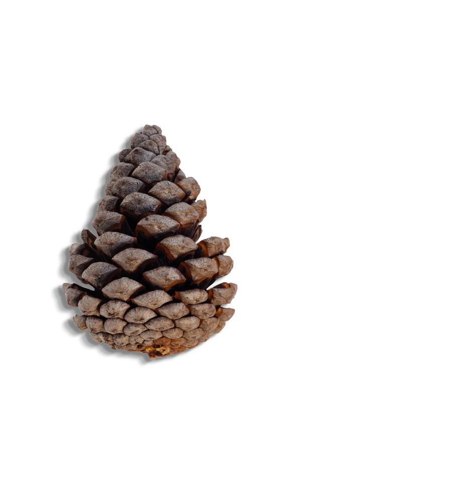 Top up view of pine cones isolated on white background. suitable for your design element. photo