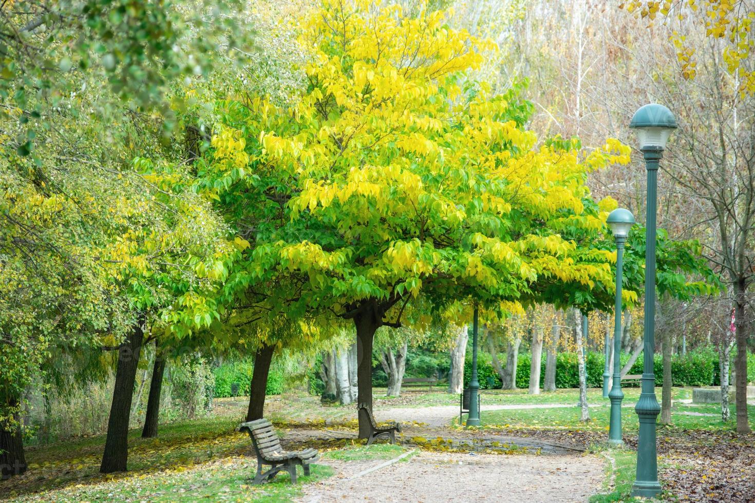park path with trees and bench photo