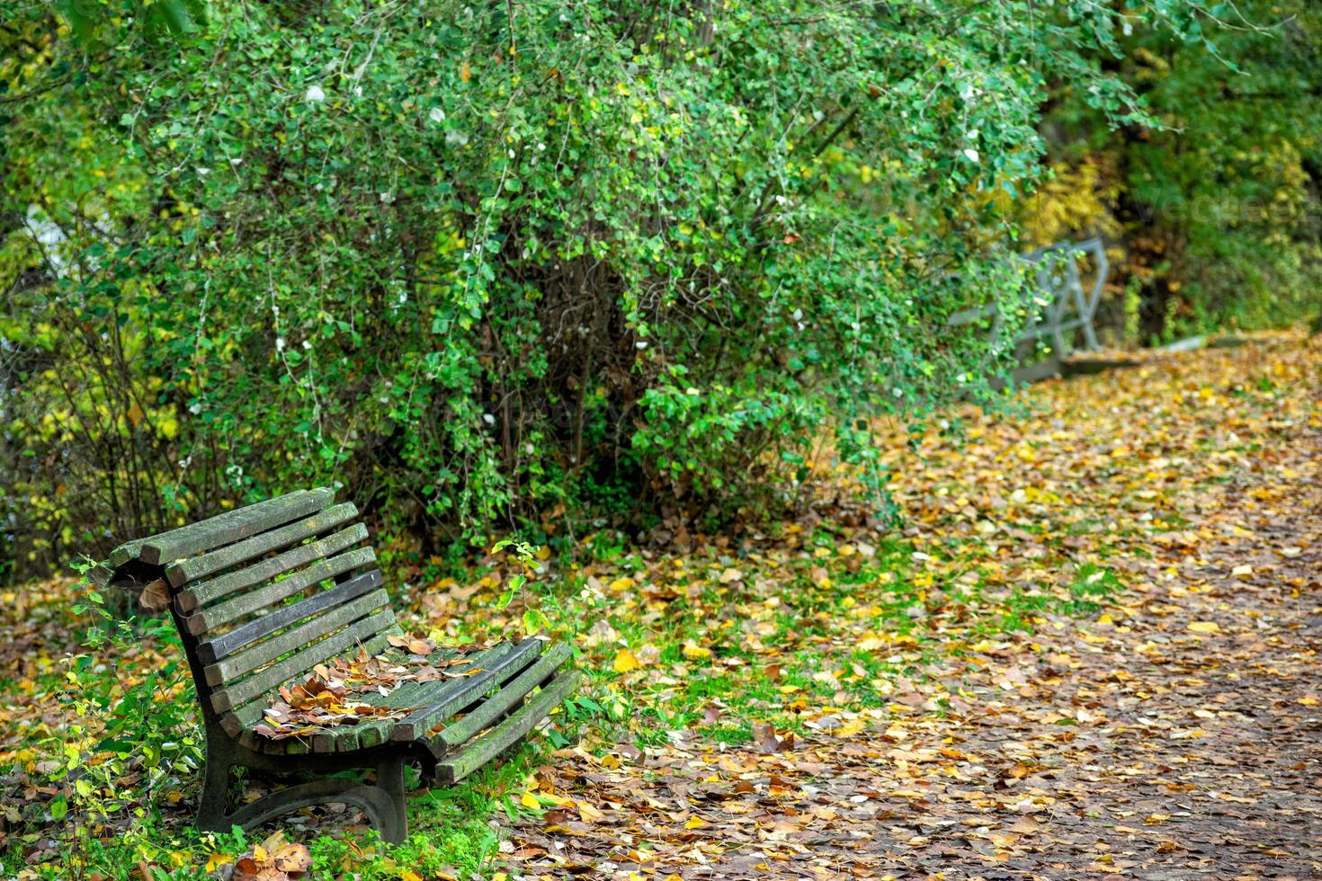 camino en el parque con hojas secas y banco foto