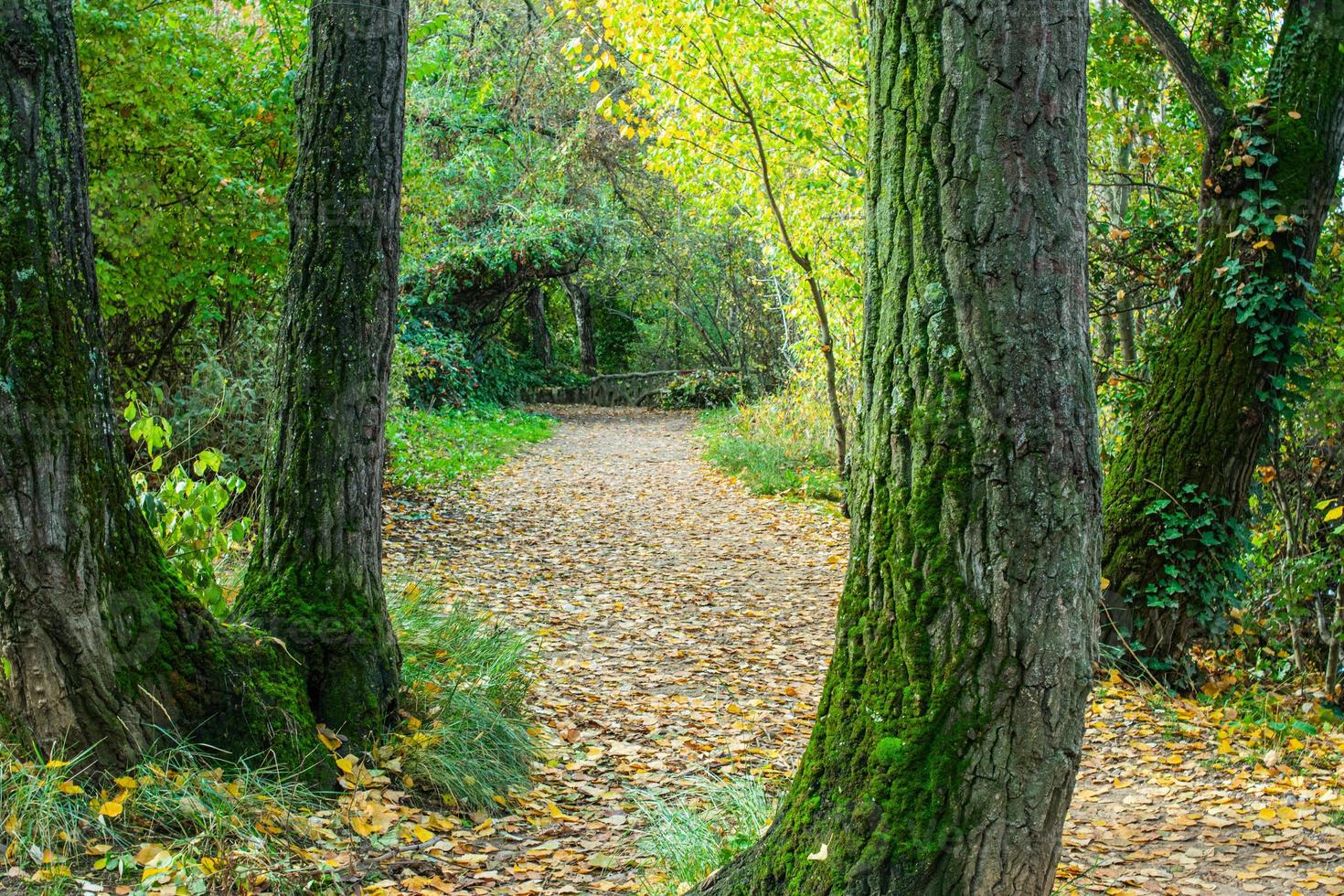 camino en el bosque cubierto de hojas secas foto