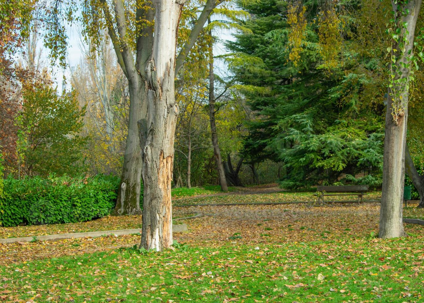 park with pathway, trees, dry leaves and grass photo