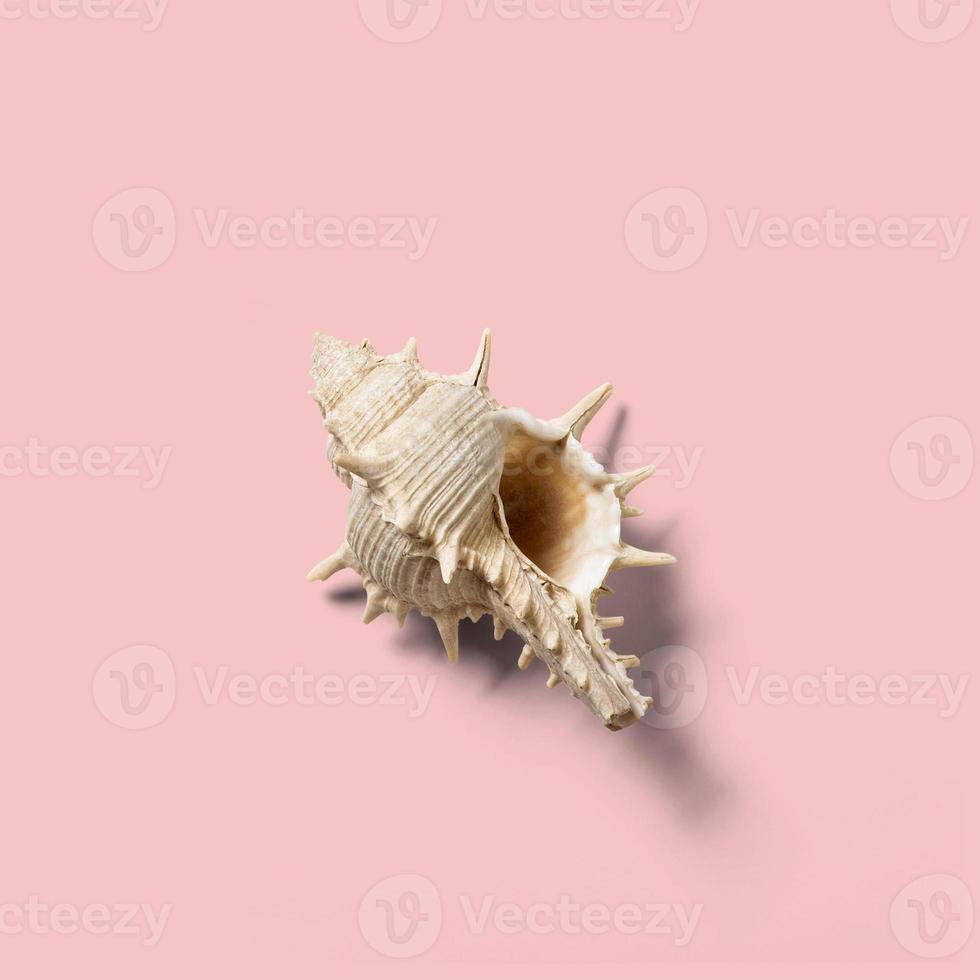 Close up view of seashell isolated on pink background. fit for your design element. photo