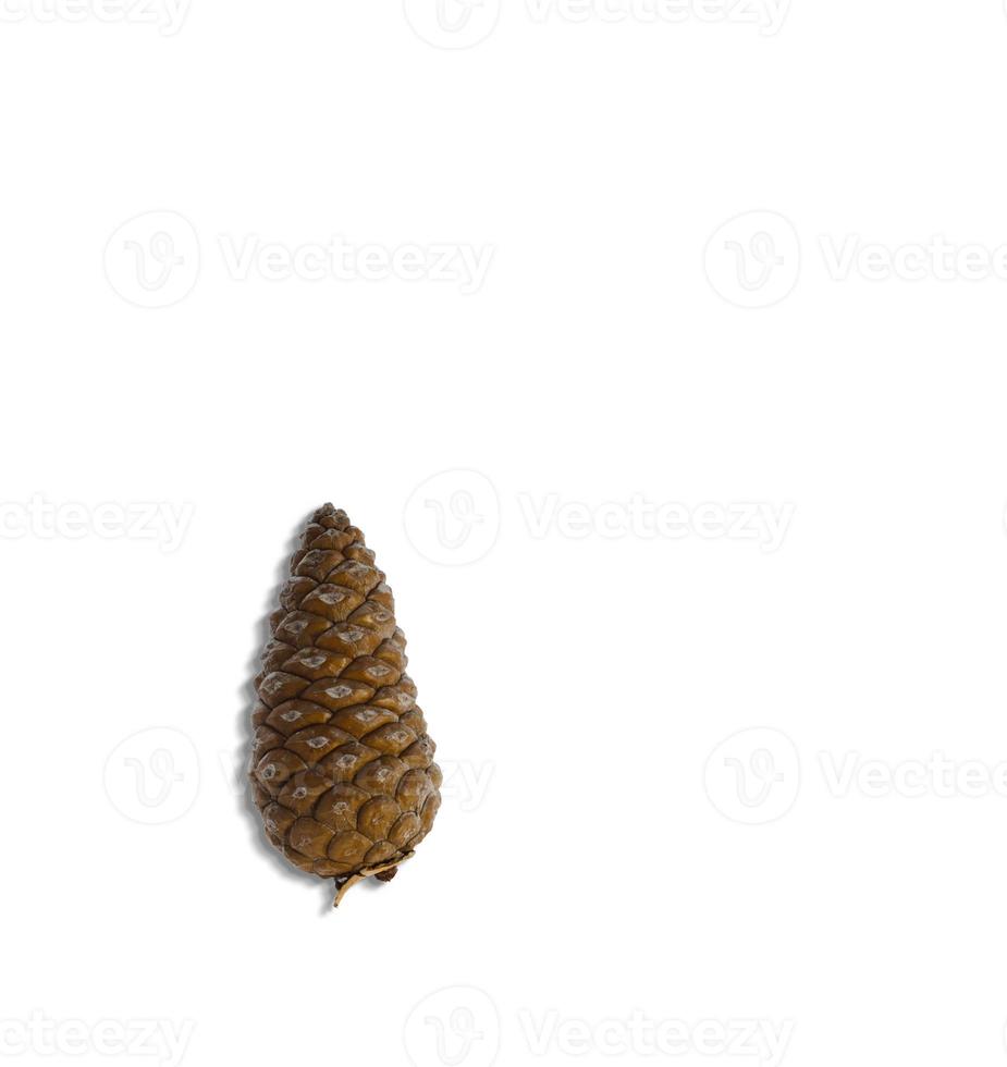 Top up view of pine cones isolated on white background. suitable for your design element. photo