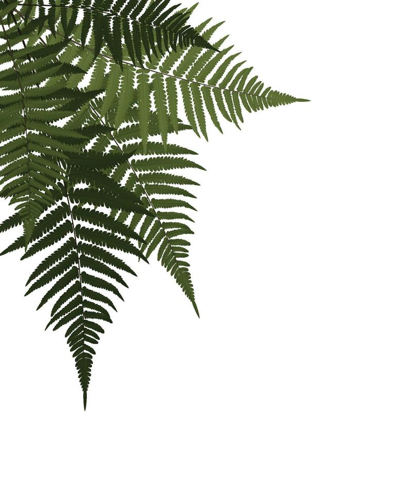 Fern Leaf Vector Background Illustration