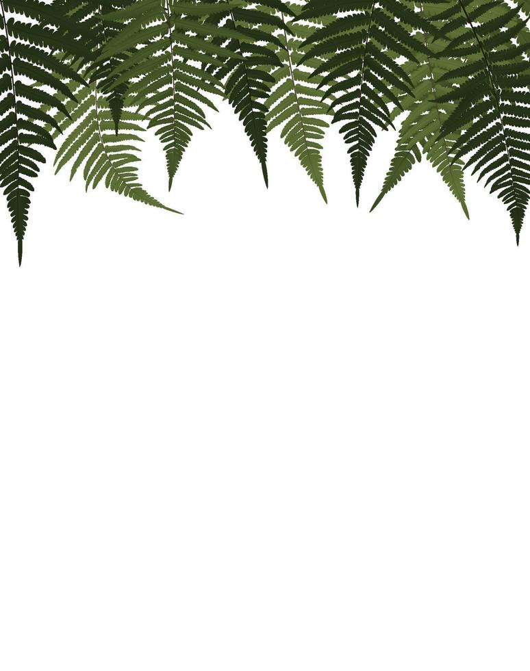 Fern Leaf Vector Background Illustration