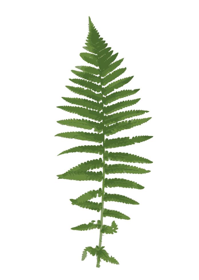 Naturalistic picture of Fern. Vector Illustration.