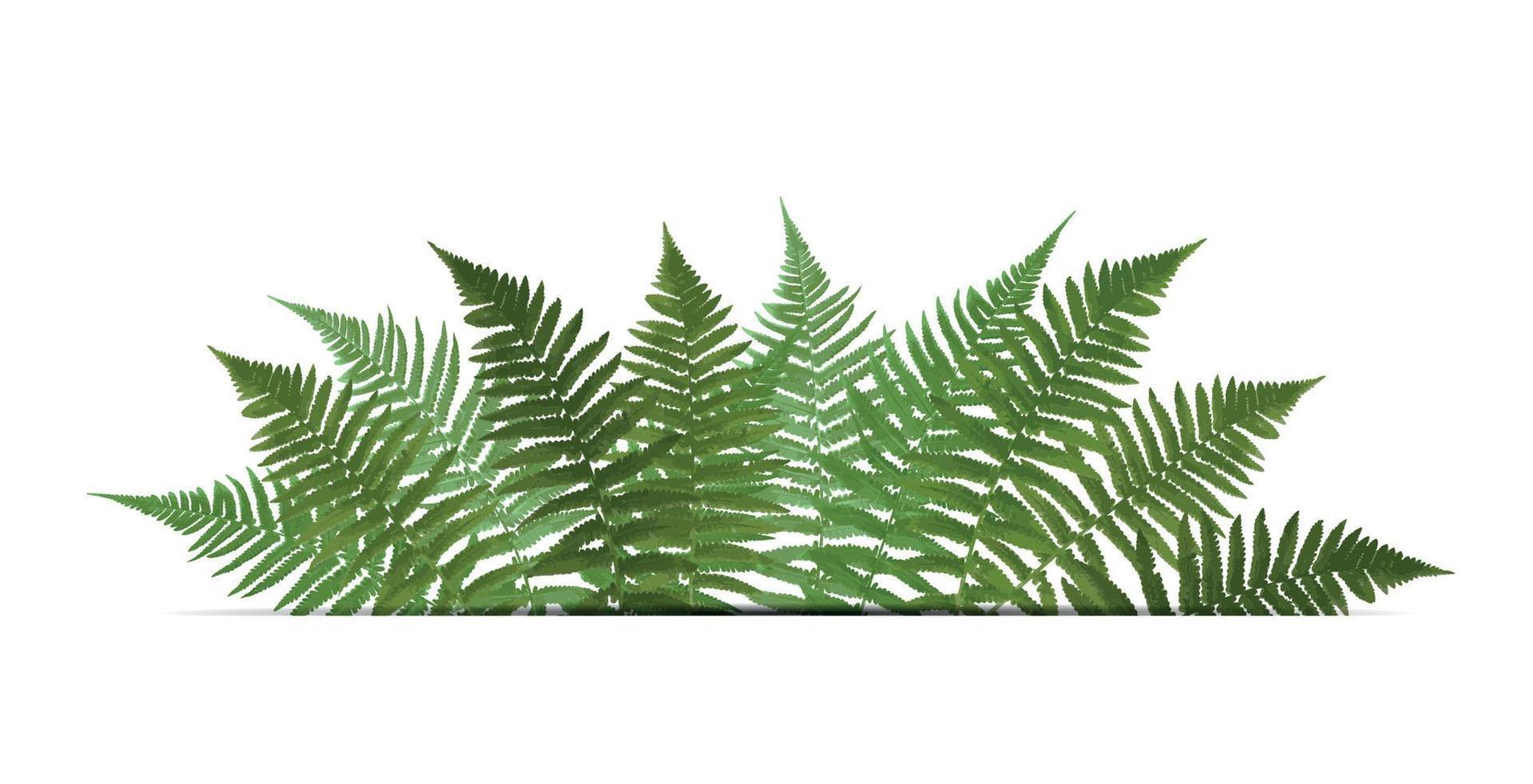 Fern Leaf Vector Background  with White Frame Illustration