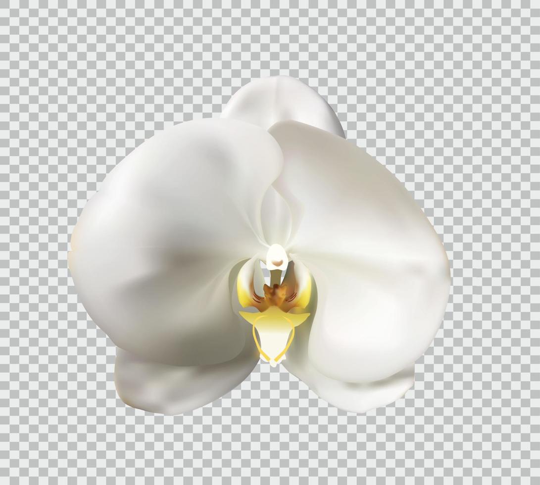 Flowers of the Orchid White Vector Illustration