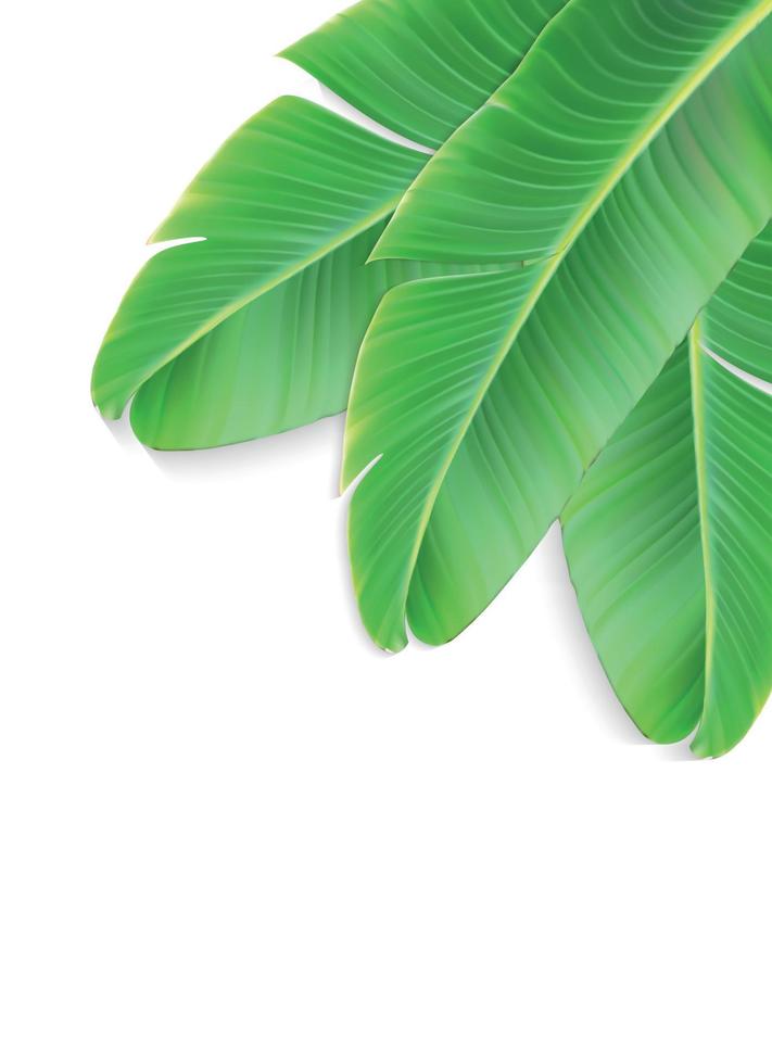 Naturalistic colorful leaf of banana palm. Vector Illustration.