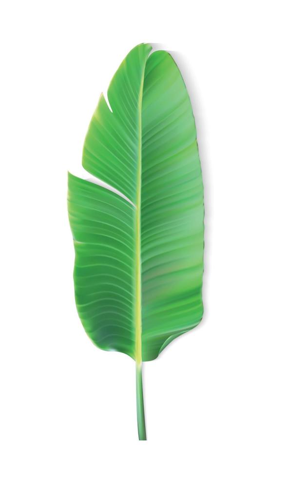hoja colorida naturalista de palma de plátano. ilustración vectorial. vector