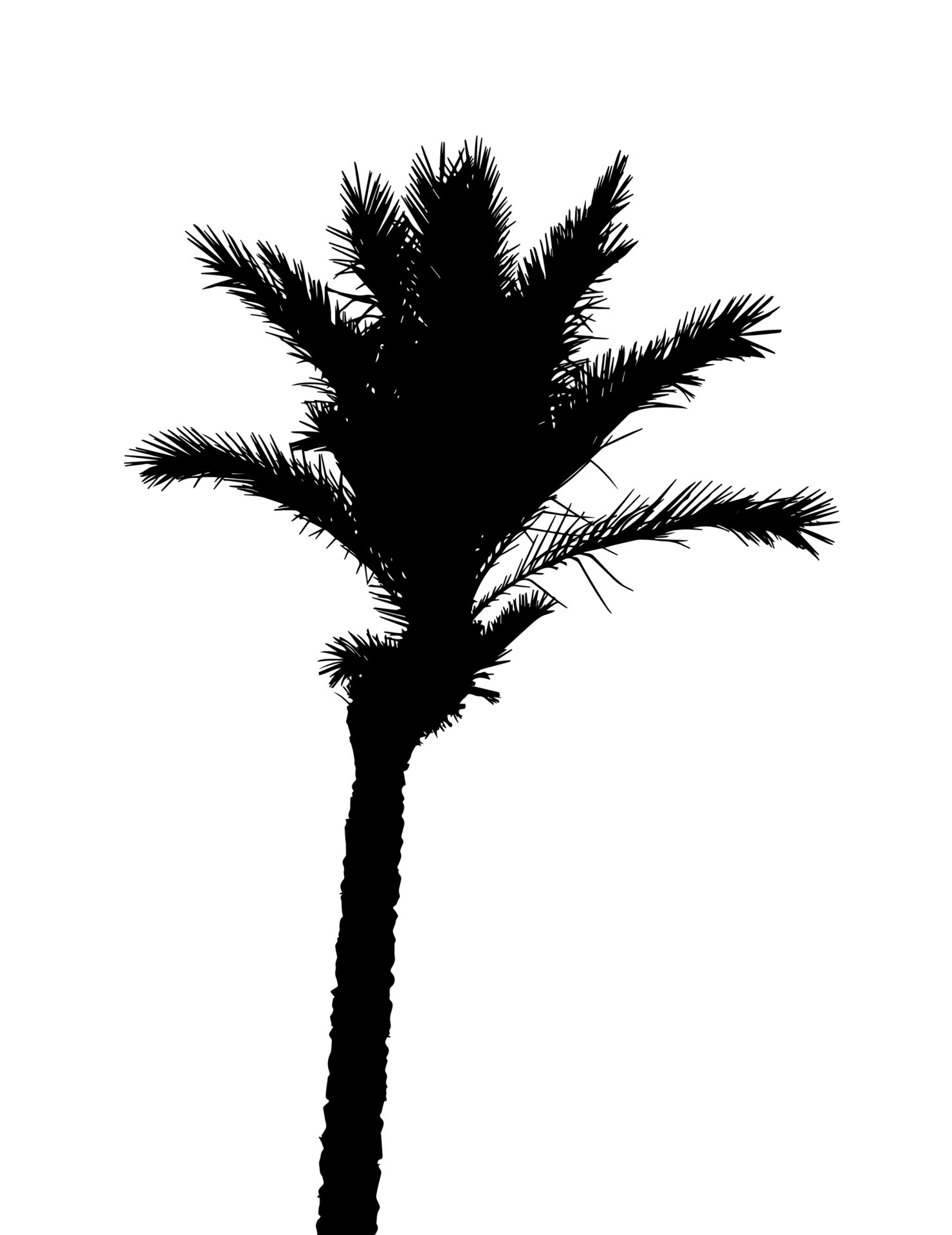 Isolated Silhouette of Palm Trees on White Background. Vector ...