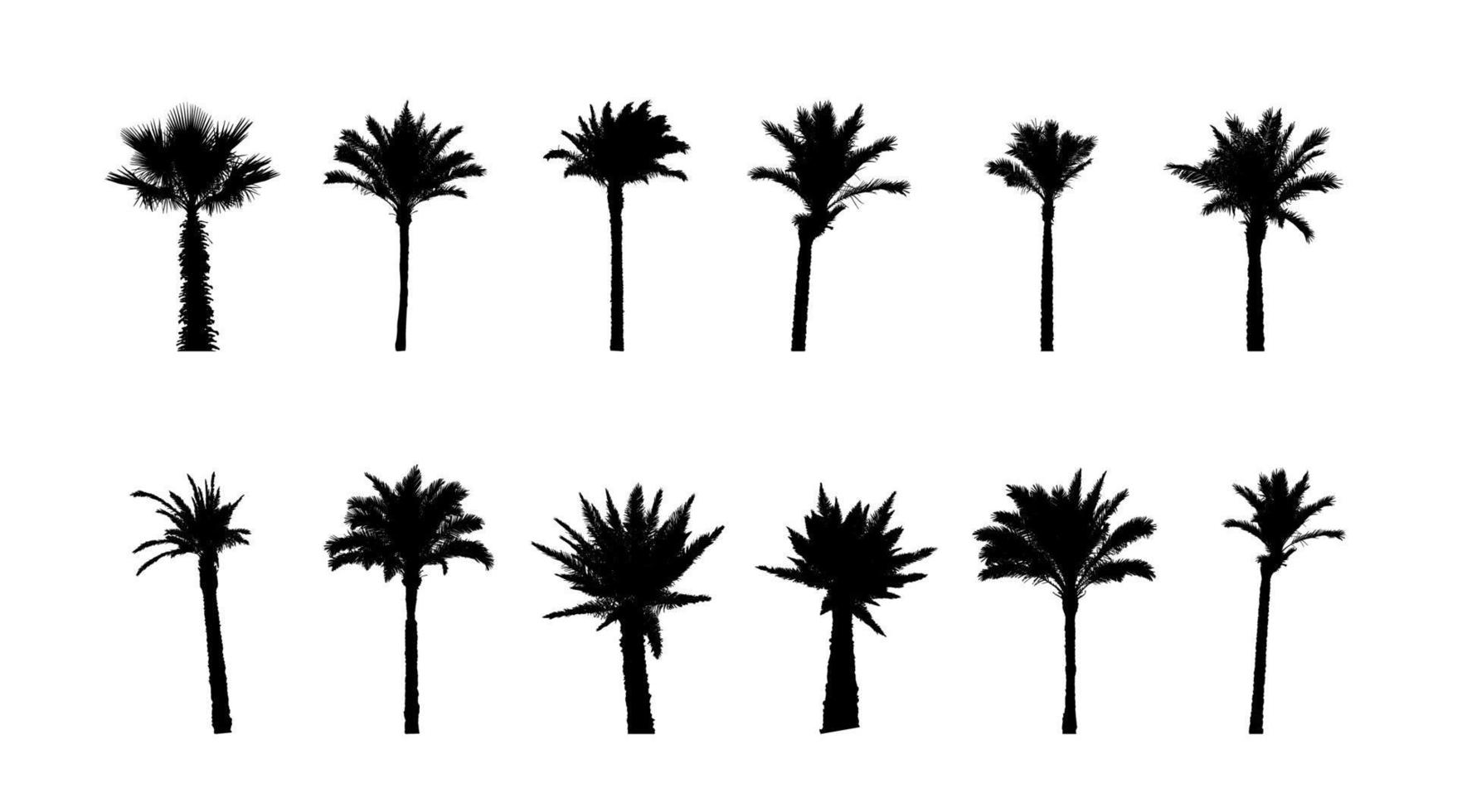 Black and White silhouette Libistones of Chinese, Southern palm. Vector Illustration.