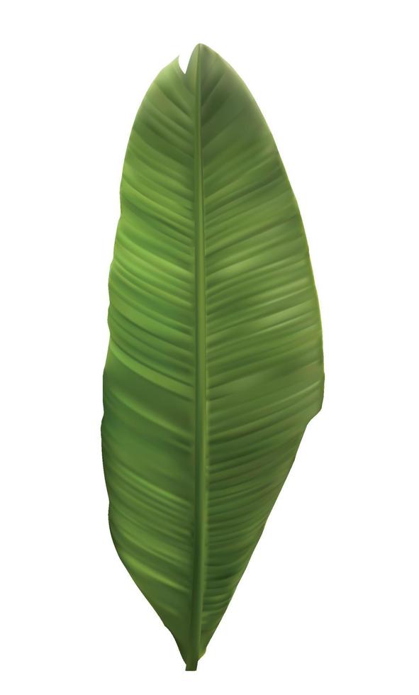 Naturalistic colorful leaf of banana palm. Vector Illustration.