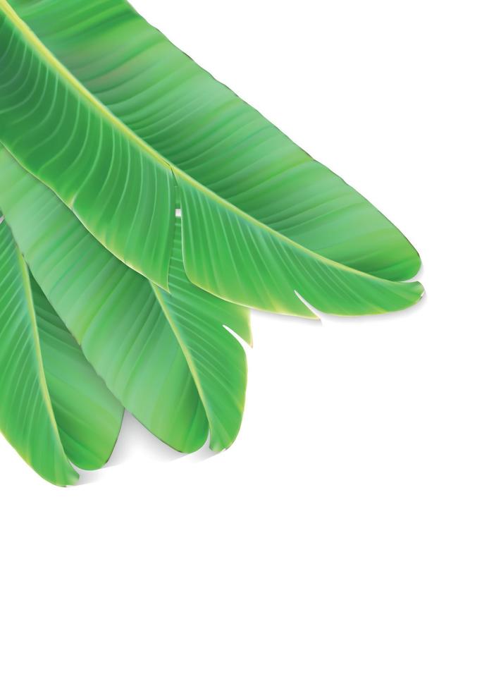 Naturalistic colorful leaf of banana palm. Vector Illustration.
