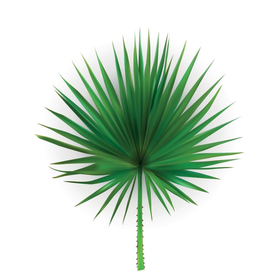 Colorful naturalistic silhouette of leaf Libistones of Chinese, Southern palm. Vector Illustration.