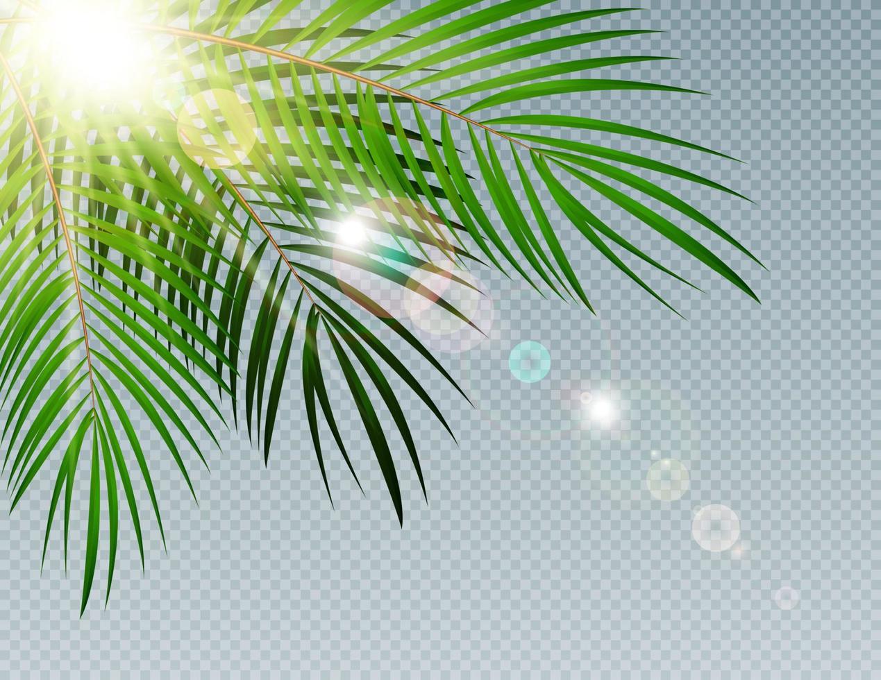 Summer Time Palm Leaf with Sun Burnst on Transparent Vector Background Illustration