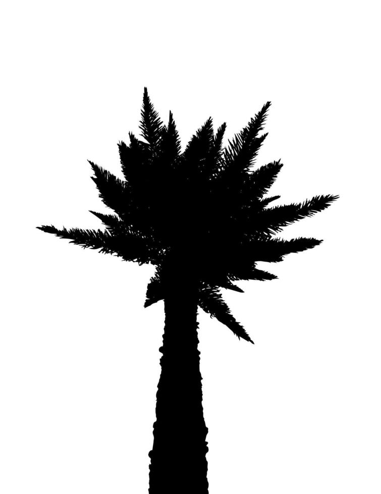 Isolated Silhouette of Palm Trees on White Background. Vector Illustration.