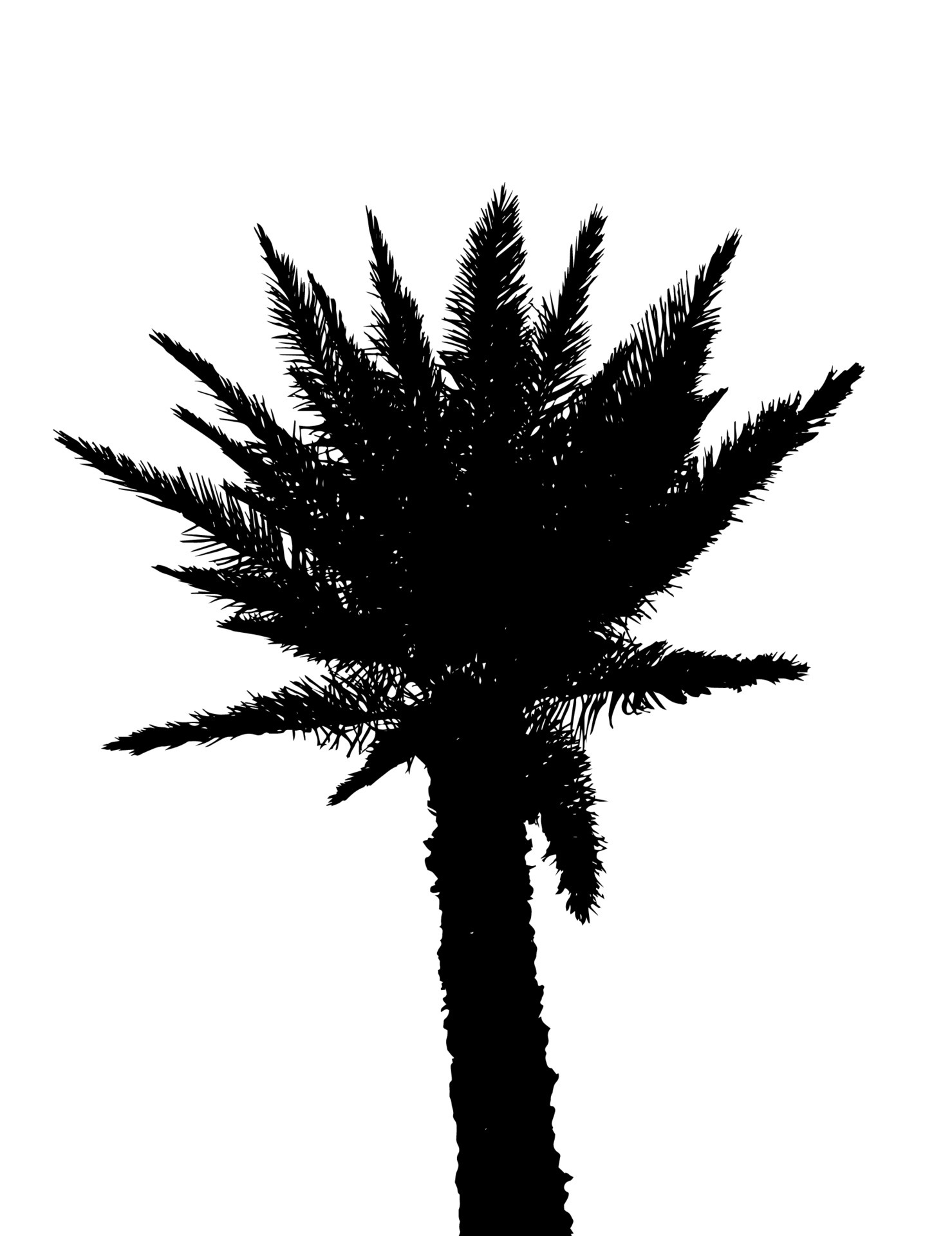 Isolated Silhouette of Palm Trees on White Background. Vector ...