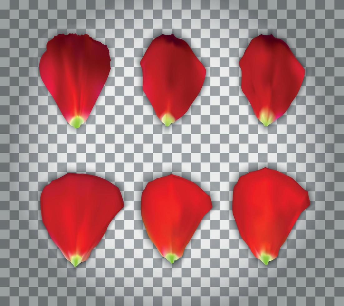 Set of Naturalistic Rose Petals on transparent background. Vector Illustration.
