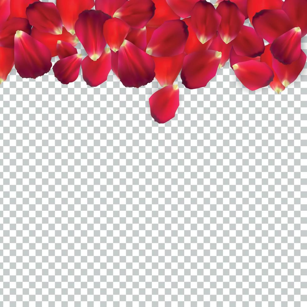 Naturalistic Rose Petals on Transparent Background. Vector Illustration