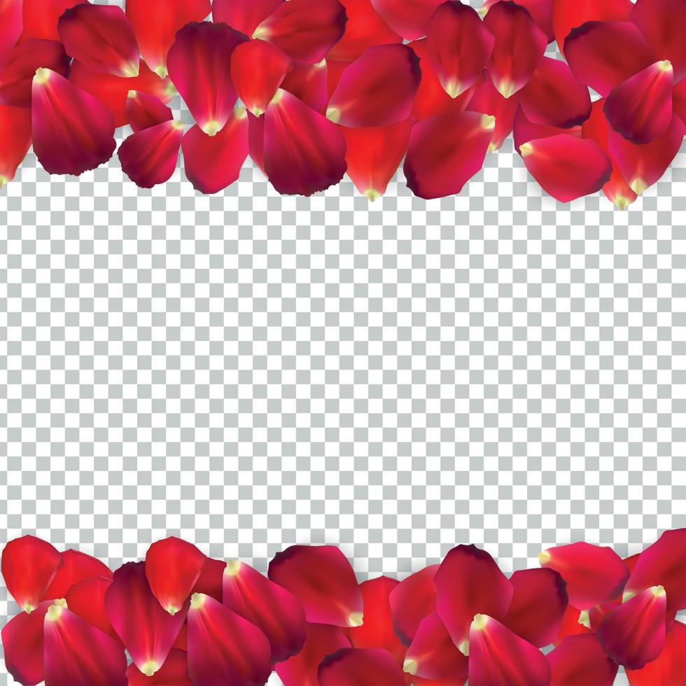 Naturalistic Rose Petals on Transparent Background. Vector Illustration