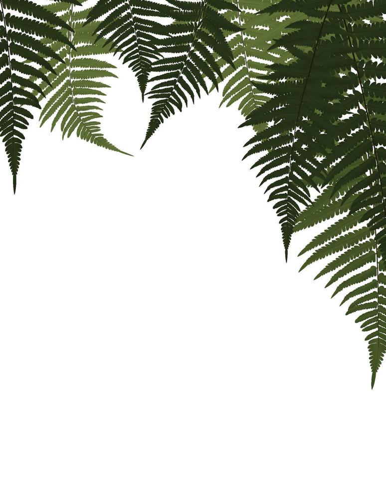 Fern Leaf Vector Background Illustration