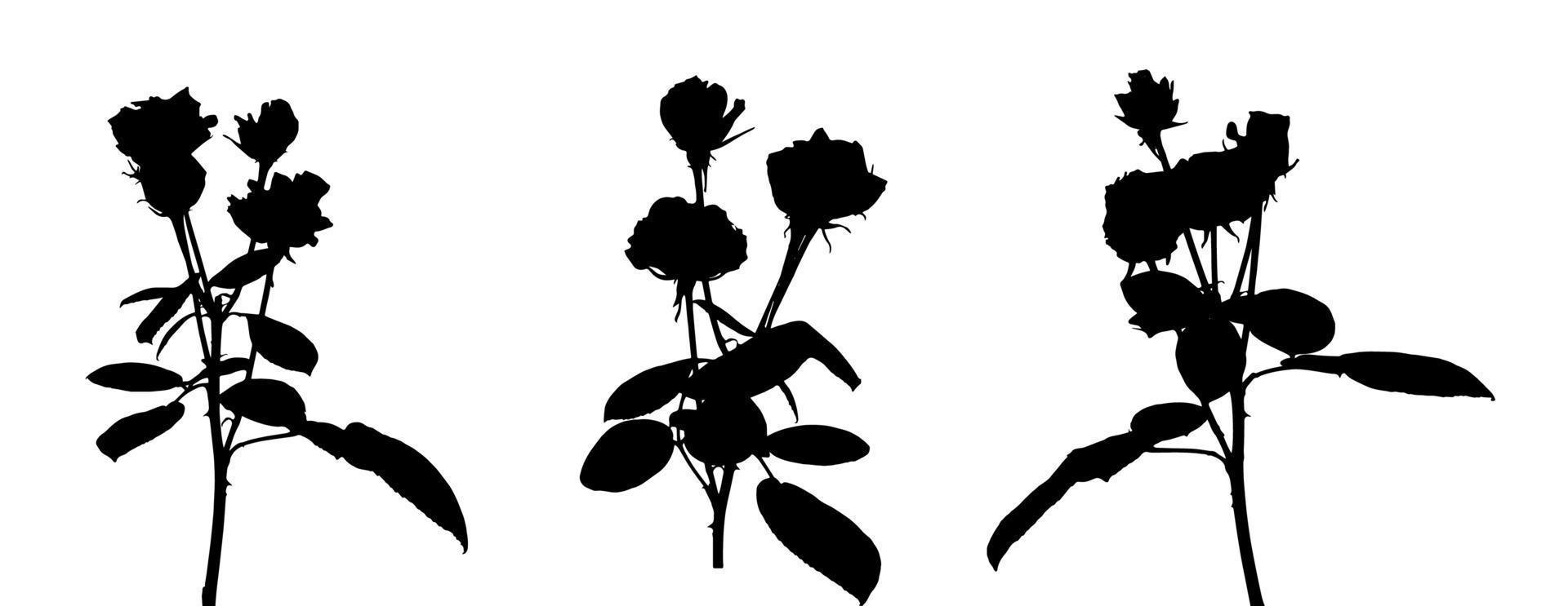 Set of Beautiful Silane White and Black Roses. Isolated on White Background. Vector Illustration