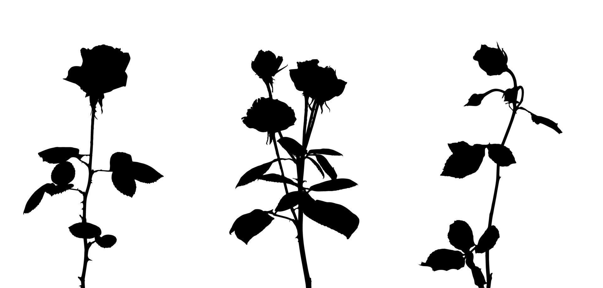 Set of Beautiful Silane White and Black Roses. Isolated on White Background. Vector Illustration