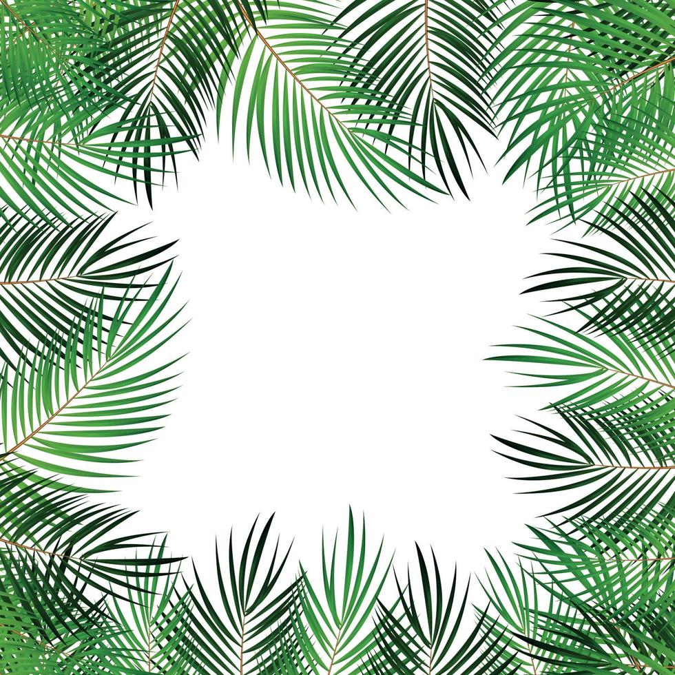 Palm Leaf Vector Background  with White Frame Illustration