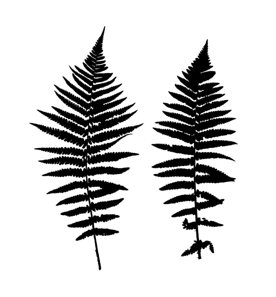 Fern Leaf Vector Background Illustration