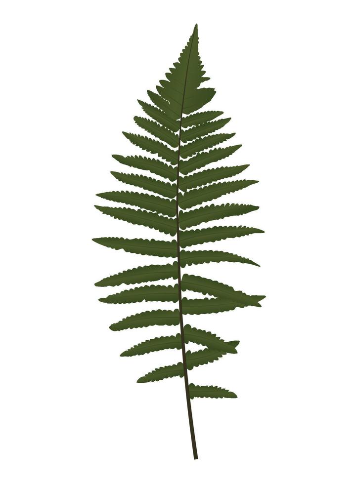 Fern Leaf Silhouette Vector Background Illustration