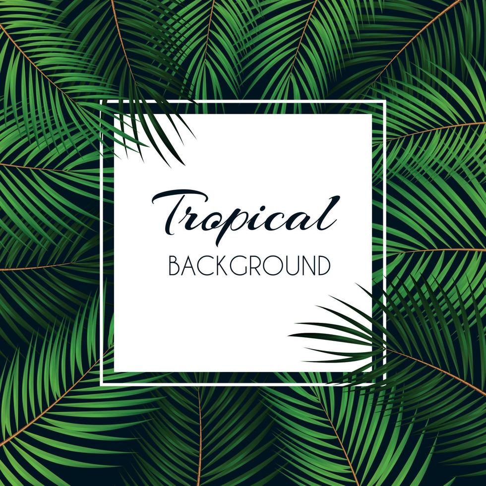 Palm Leaf Vector Background  with White Frame Illustration