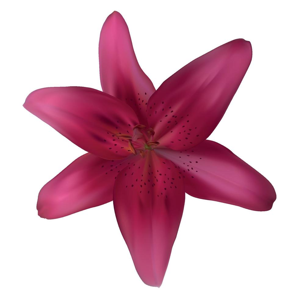 Realistic Pink Lily Vector Illustration