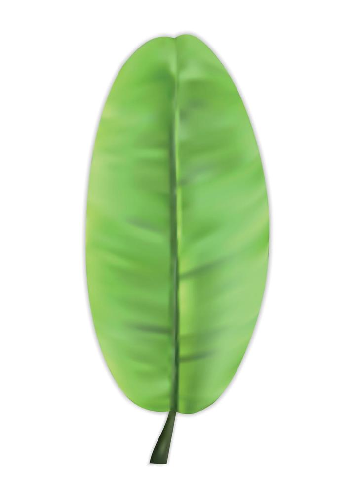 Naturalistic colorful leaf of banana palm. Vector Illustration