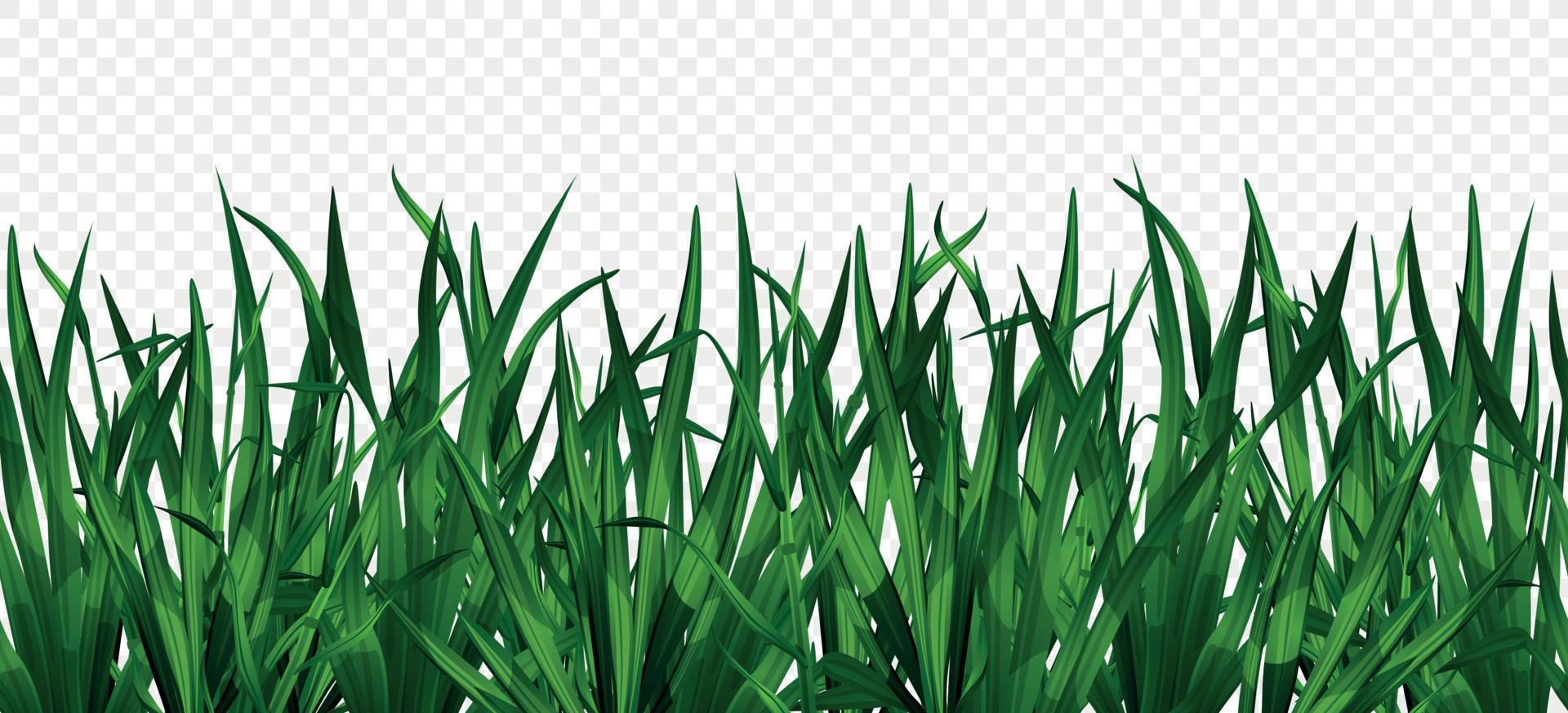 fondo de hierba verde vector