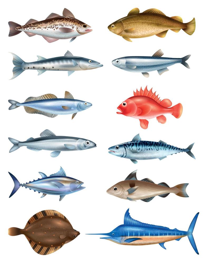 Sea Fish Realistic Set vector