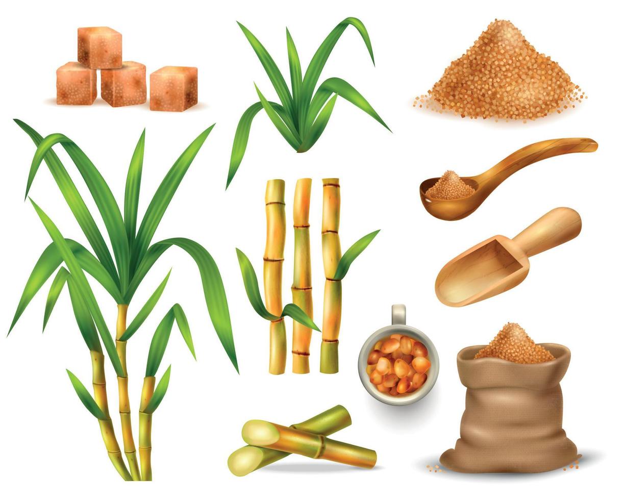 Sugar Cane Set vector