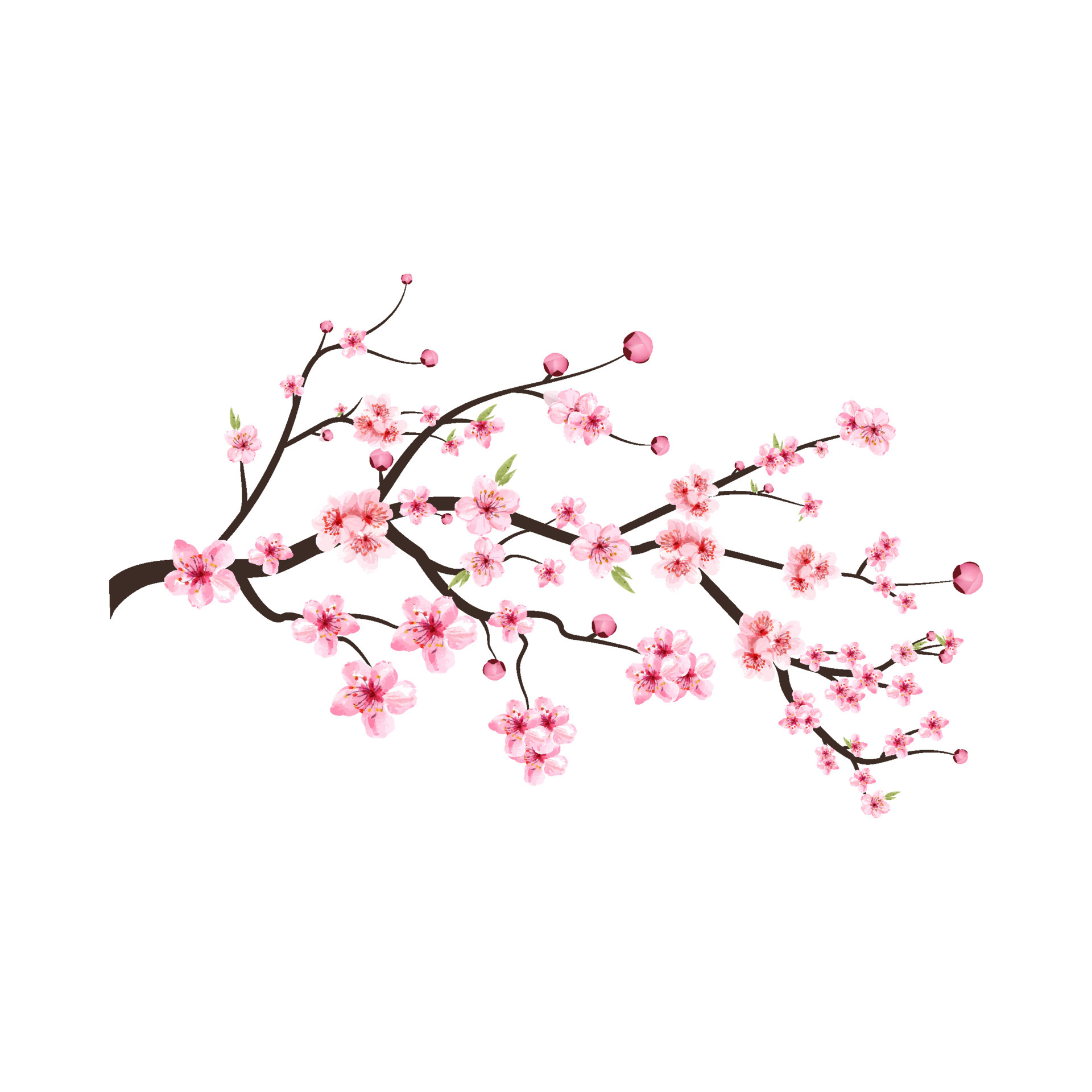 Cherry blossom flower blooming vector. Cherry blossom branch with