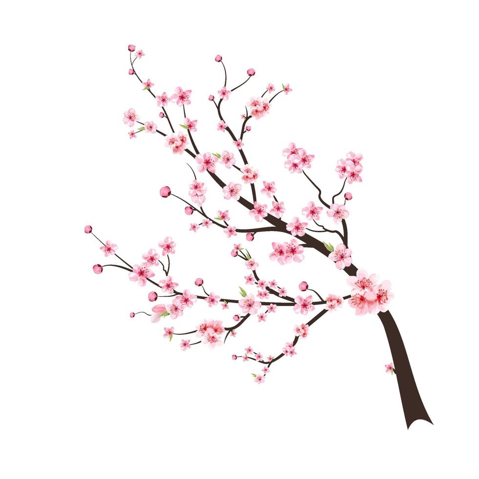 Cherry blossom flower blooming vector. Watercolor cherry blossom vector. Sakura on white background. Pink sakura flower background. Cherry blossom branch with sakura flower. Watercolor cherry bud. vector